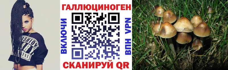цена   Уссурийск  Галлюциногенные грибы Psilocybe 